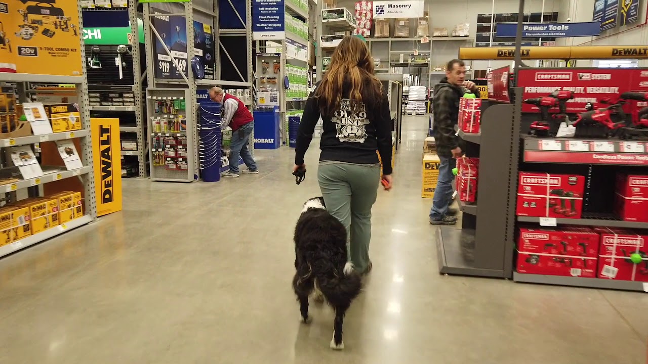 1 y/o Bernedoodle 
