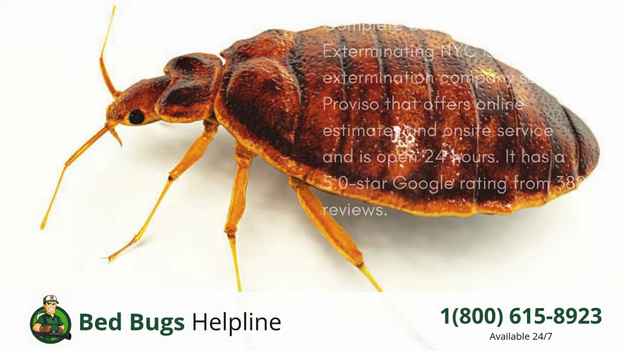Top 3 Bed Bug Removal Companies in Proviso