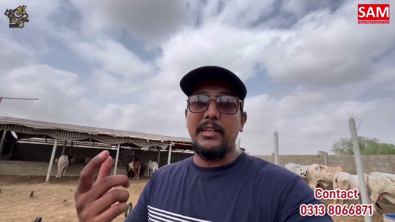 Raja Agaya Wapis??|| New Entry Ki Khush Khabrri || Karim’s Cattle Farm