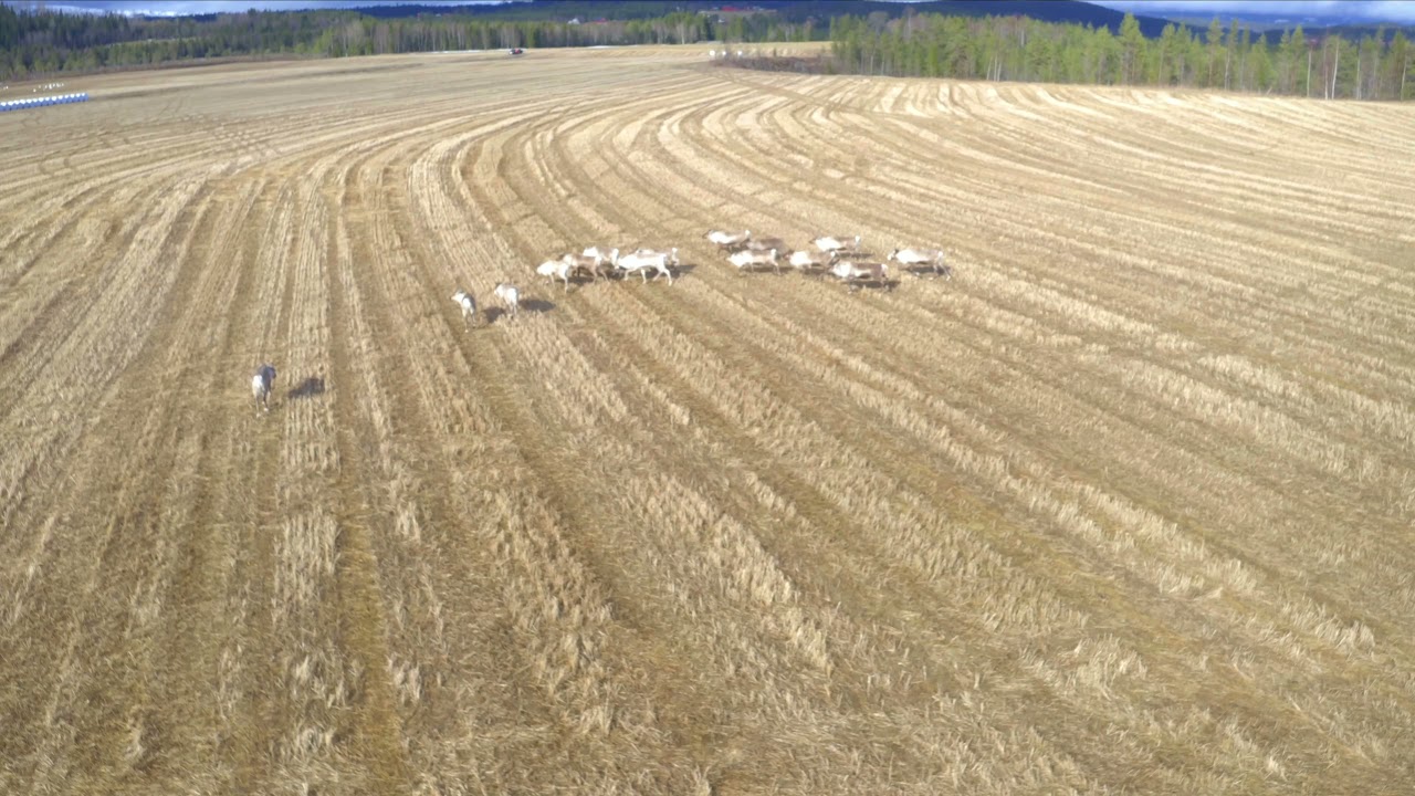Reingjeting med drone på Snåsa