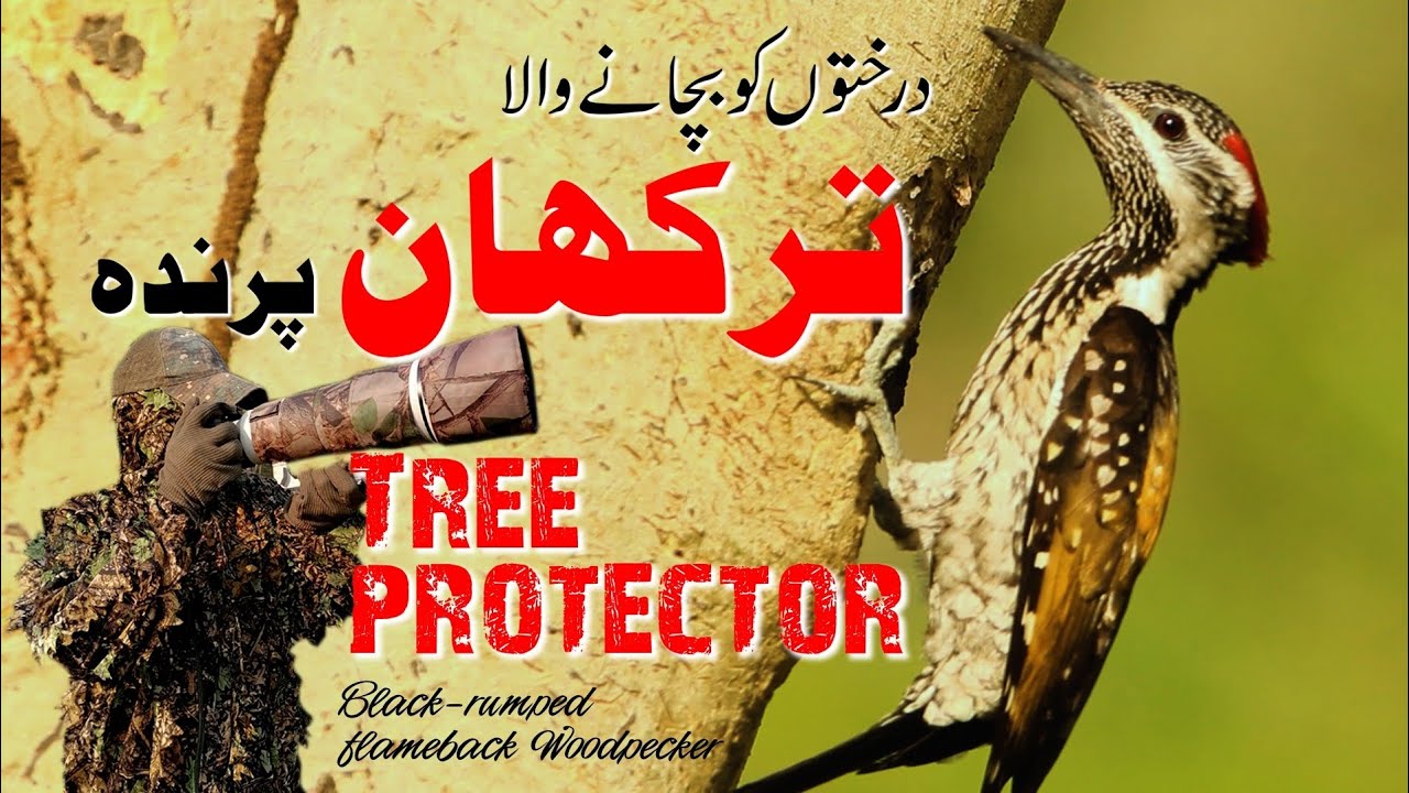 Black-rumped flameback woodpecker life story 