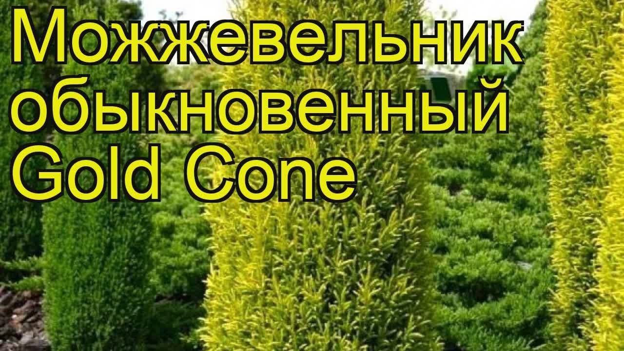 Можжевельник обыкновенный Голд кон. Краткий обзор, описание juniperus communis Gold Cone