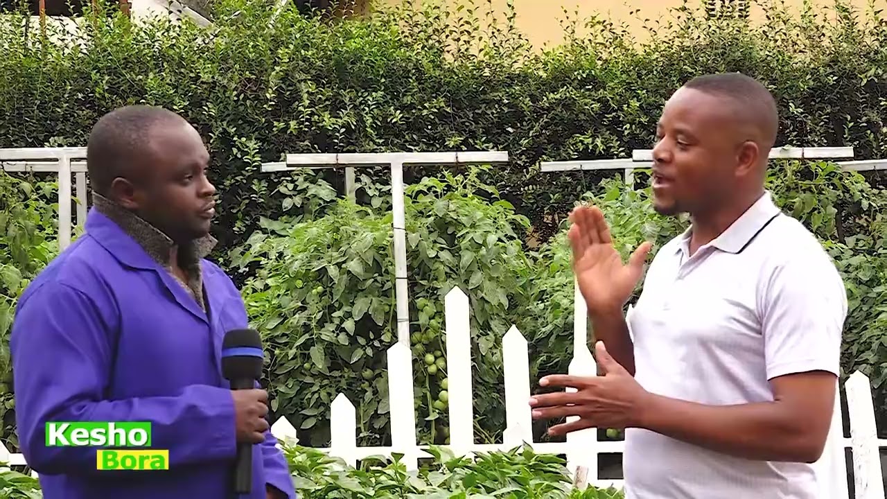 #TBC SHAMBANI : KESHO BORA - KILIMO CHA PILIPILI HOHO UNAPATA MILIONI 15 KWA HEKARI.