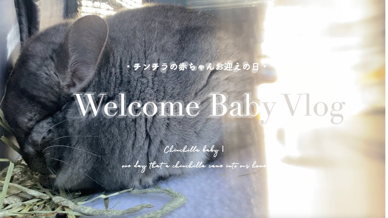 【お迎えvlog】大きなもふもふをお迎えしました【チンチラの赤ちゃん】【お迎え初日】