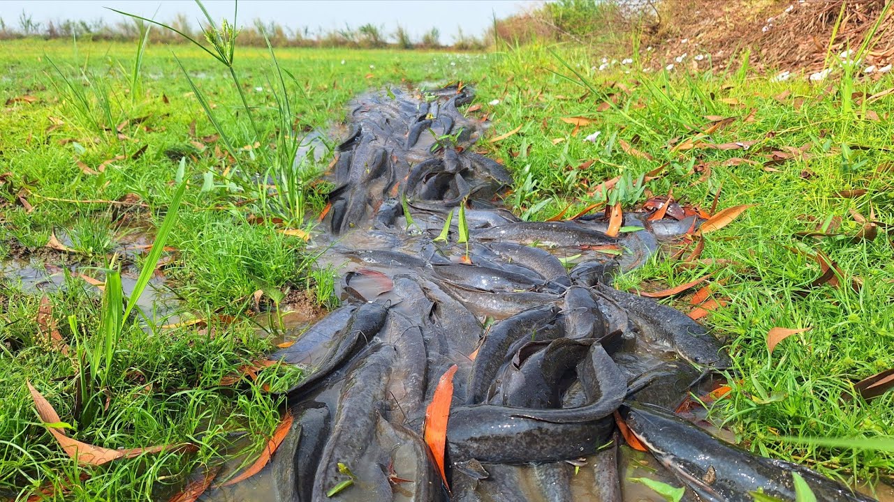 Wow Wow amazing fishing! A fisherman catches a lot of fish in a rice field.