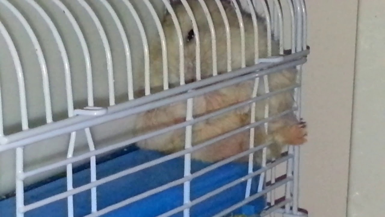 Fatty chilling /Golden Winter White Hamster