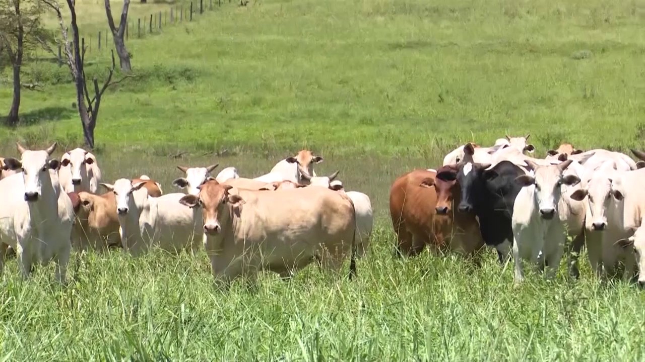 Boi: saiba como antecipar o abate em até seis meses