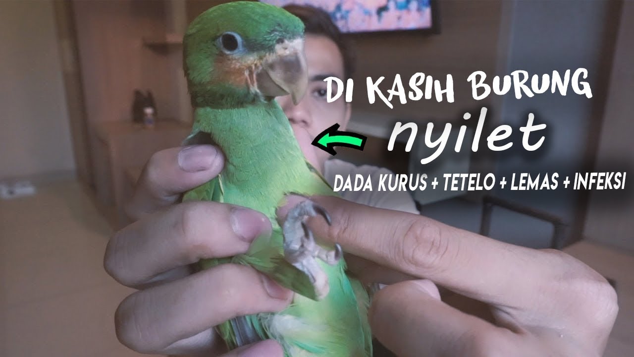 di kasih burung sakit, tips pengobatan dan dirawat sampai sembuh
