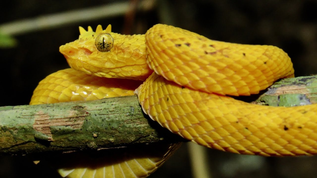 Eyelash pit viper, yellow morph (Bothriechis schlegelii)