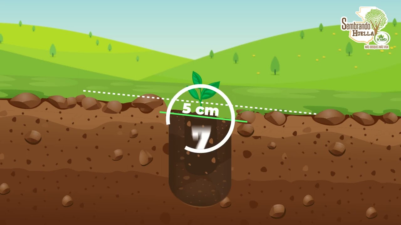 &iquest;Sabes c&oacute;mo plantar un &aacute;rbol?
