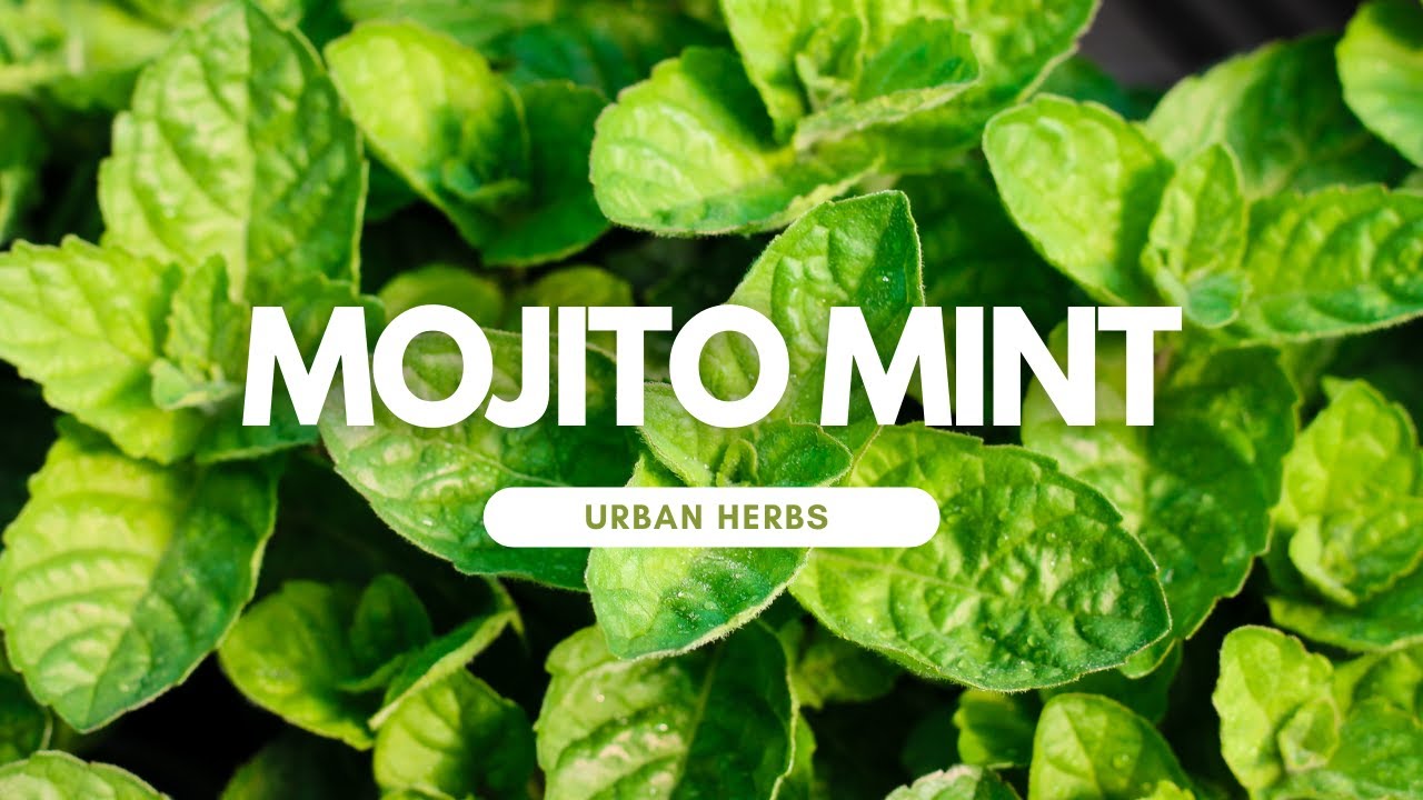 Introducing Mojito Mint