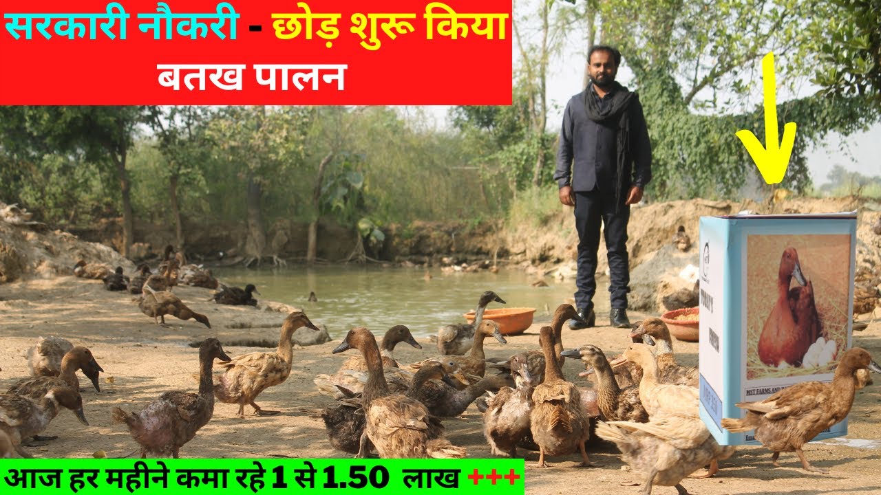 Duck Farming से हर महीने आप भी कमा सकते है लाखो  @@@Indianfarmingtechnology