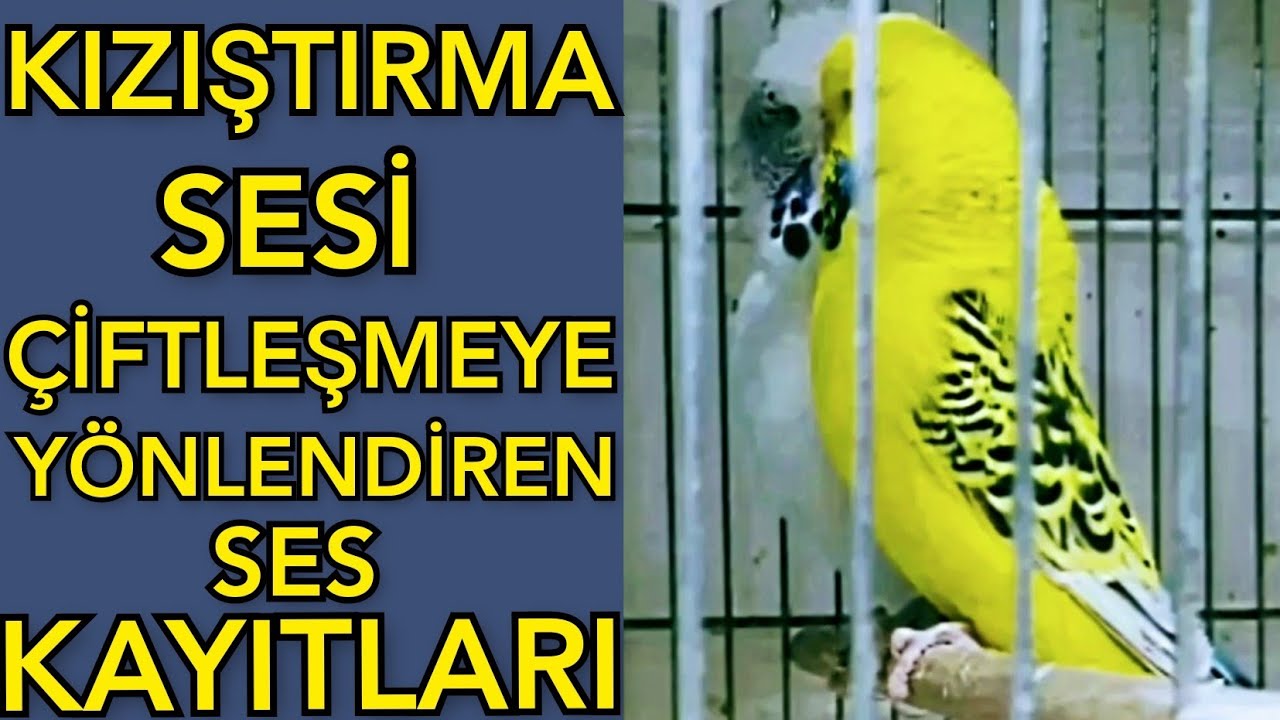 muhabbet kuşu kızıştırma sesi muhabbet kuşu sesi طيور الحب صوت تزاوج quş səsi parakeets sounds birds
