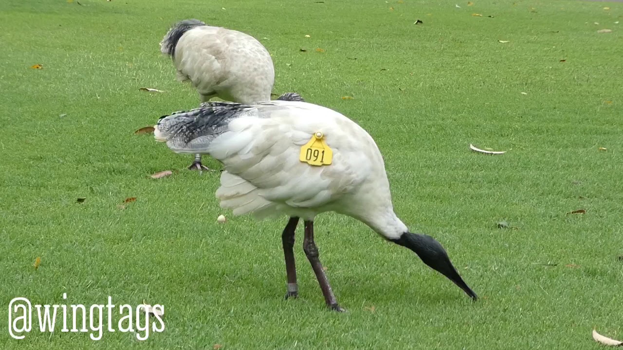 Bin Chicken, why are you tagged?