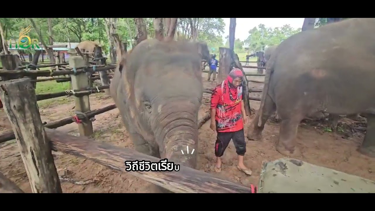 หมู่บ้านช้าง บ้านขุนไชยทอง ชุมพลบุรี จังหวัดสุรินทร์ วิถีคนกับช้างสุรินทร์