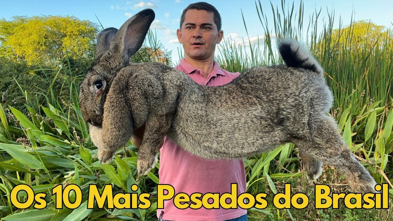 Os 10 coelhos mais pesados do Brasil 2024