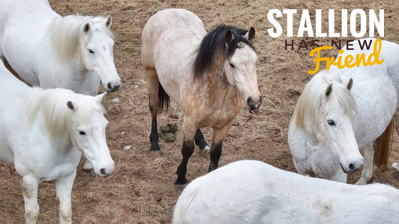 Young stallion Noah has an unlikely friend and training continues! 🐴