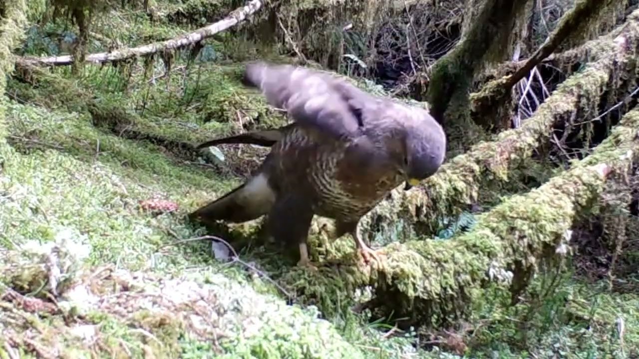 Sparrowhawk, Common Buzzard, Grey Heron & Woodcock | Isle of Skye Wildlife | Trail Camera 🐦🦅🌊🌲