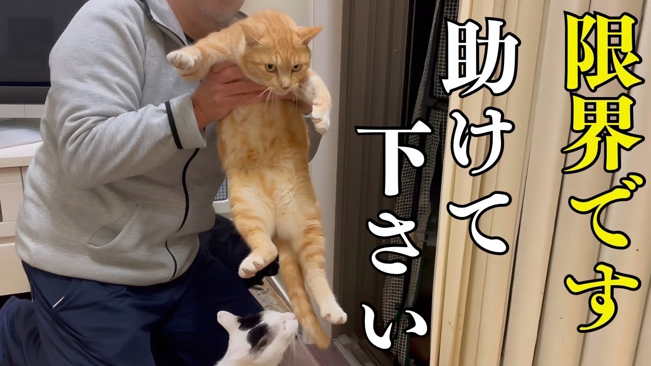 ごめんね。極寒の雪の日、助けを求めて家に入って来た野良猫を…