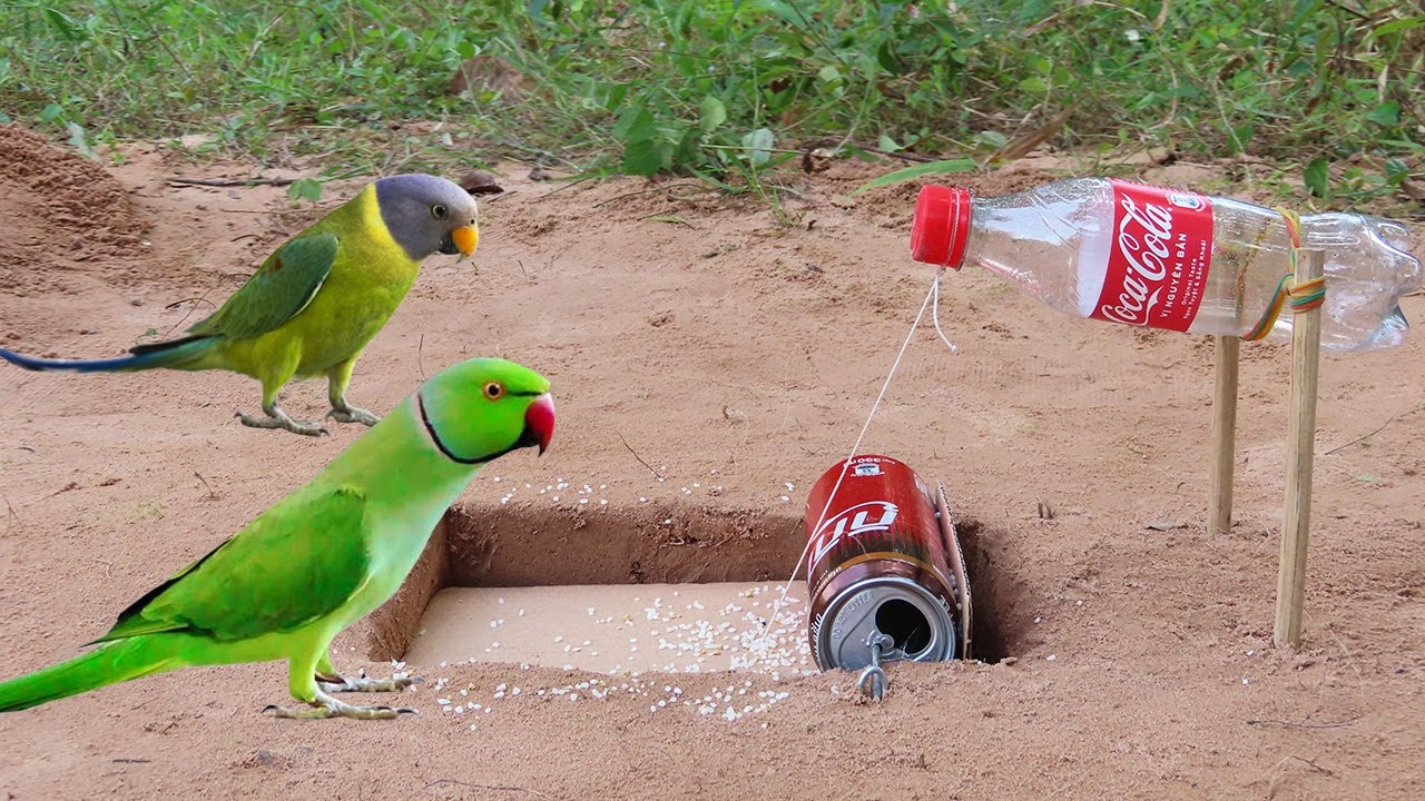 Underground Parrot Bird Trap Using Flat Paper And Bottle - Simple Unique Bird Trap