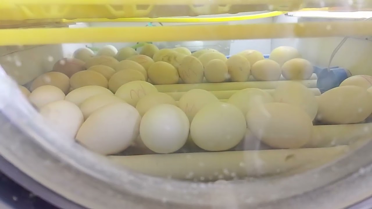 اليوم صورنة الكم افراخ بنات المطوگات