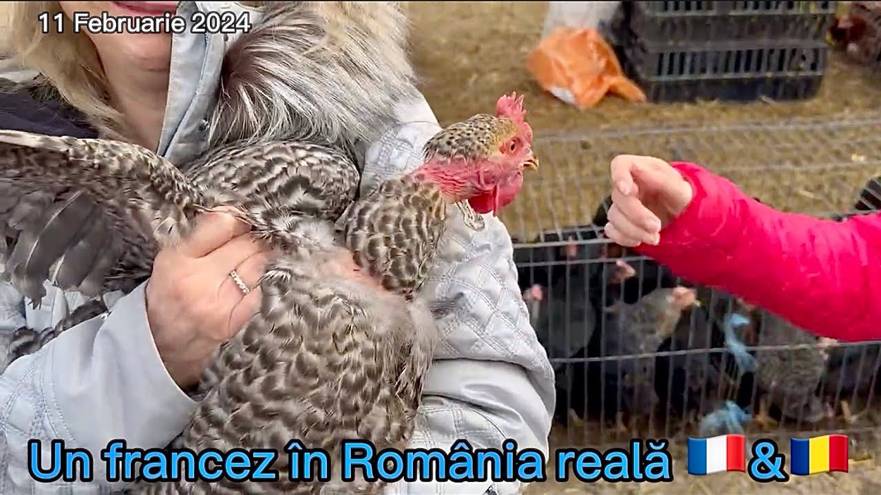 Cu un francez și familia lui la târg 😊💪🇫🇷 Și-au cumpărat găini ouătoare…🥰