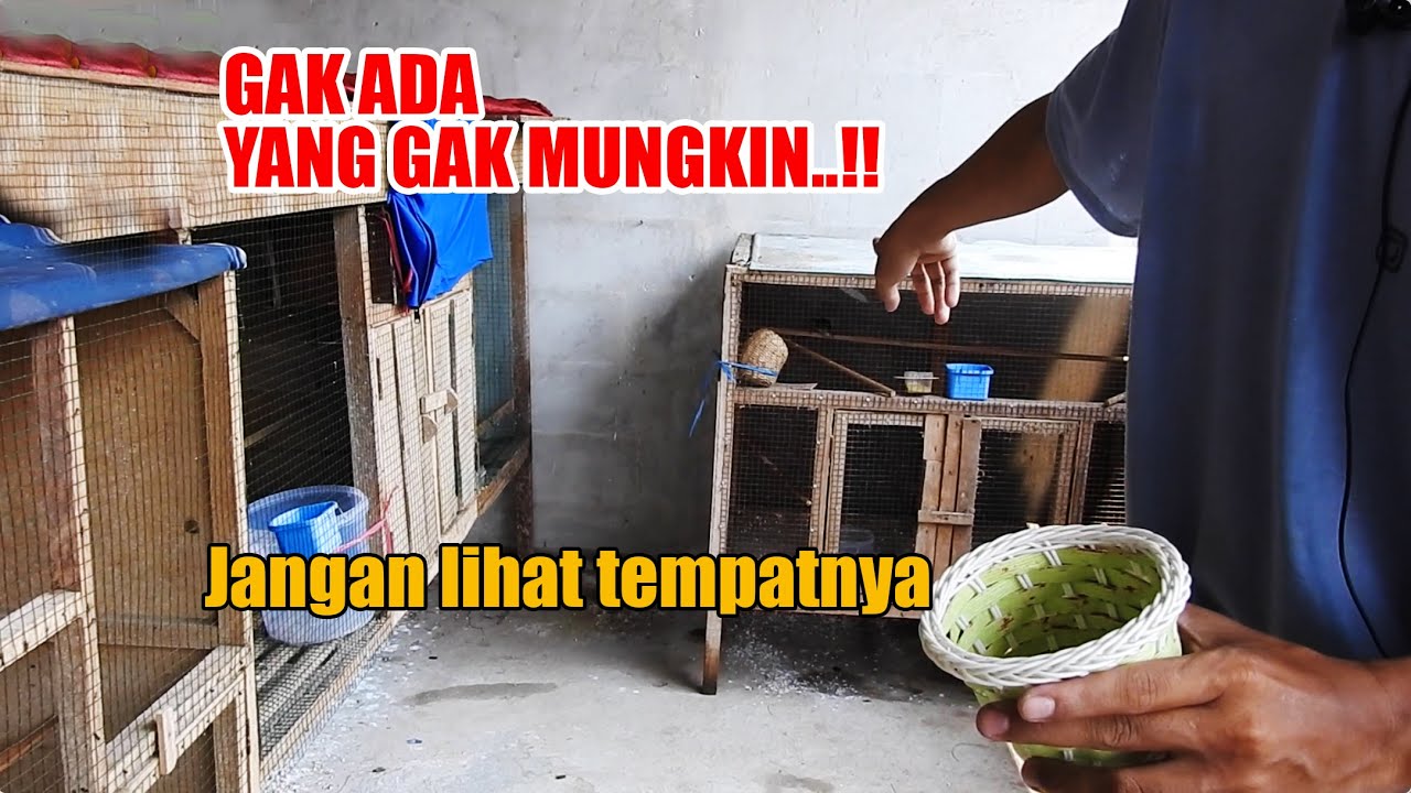 KANDANG AYAM DIPAKE TERNAK BURUNG KICAU, AWALNYA DIKETAWAIN, TERNYATA SUKSES BOSKU..!! SEMUA MUNGKIN