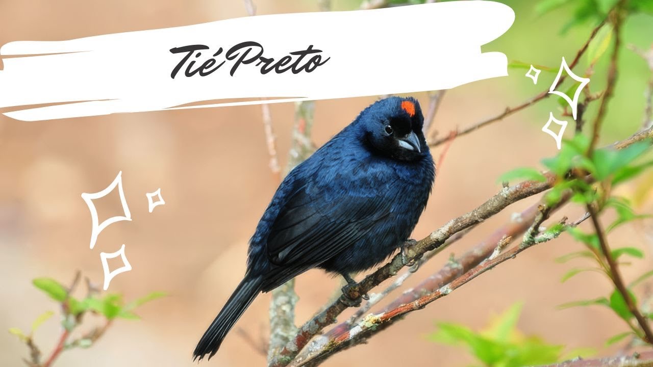 Tié Preto - Tachyphonus coronatus - Ruby-crowned Tanager