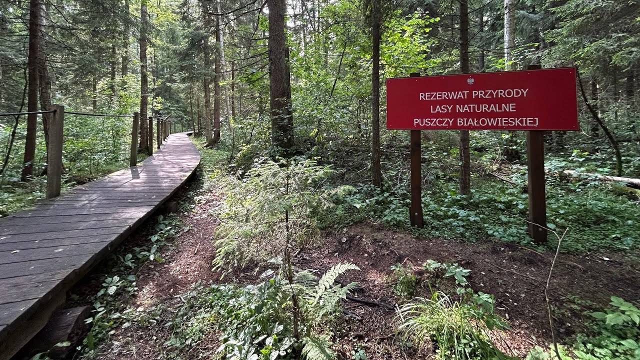 15.07.25 - Puszcza Białowieska !❤️!