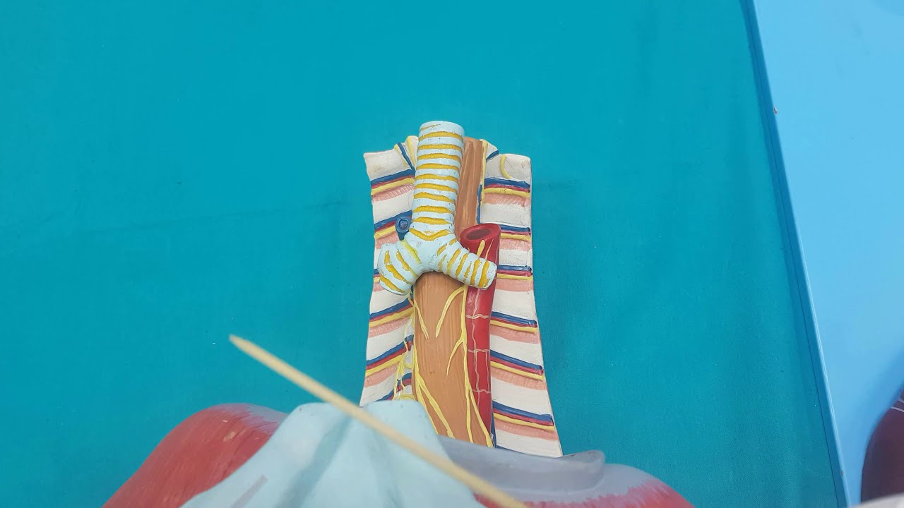 Gastrointestinal Sistem (GİS) Anatomisi (4.Bölüm)