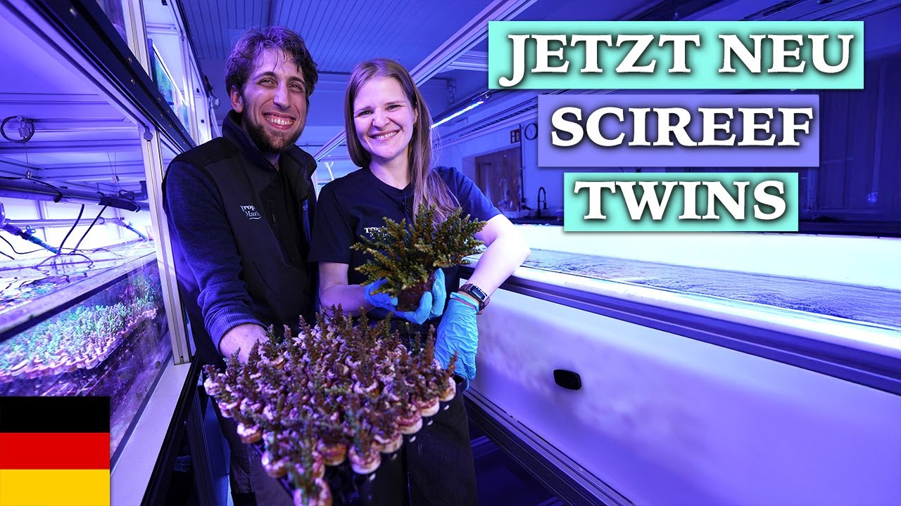 Ein Stück Hannes für dein Aquarium: neue Scireef Korallen!