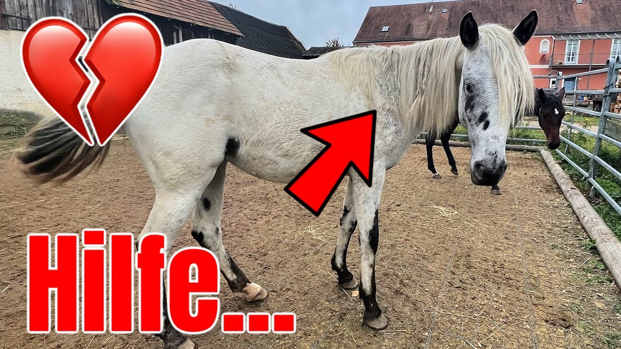 wir besuchen meine JÄHRLINGSSTUTE SNOW 🐴🤍 und das ist passiert...