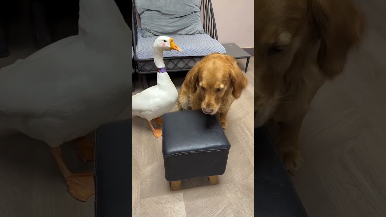 The only dog ​​I have is myself, the clown&rsquo;s, the cute pet&rsquo;s debut plan, the dog&rsquo;s