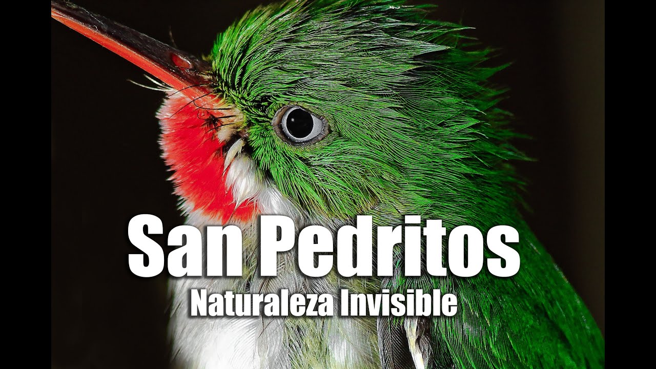 San Pedritos