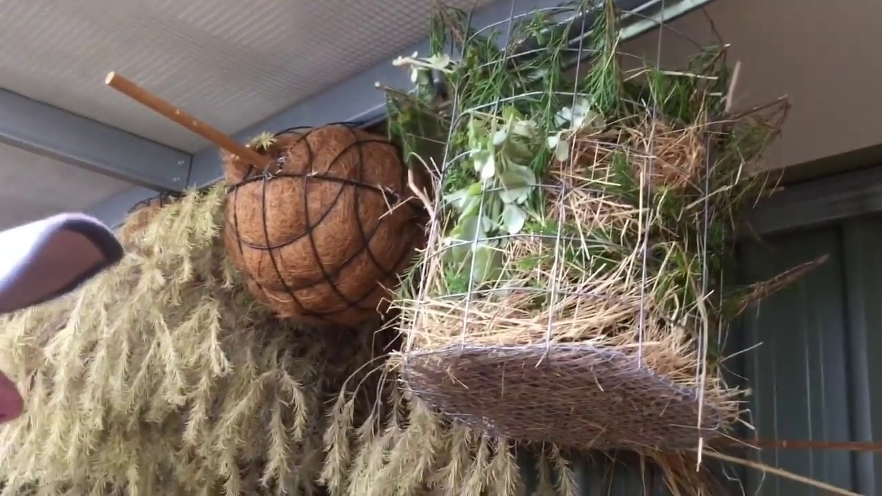 How to make a nest box with Birdman Dad