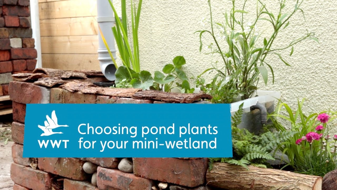 How to choose pond plants | WWT
