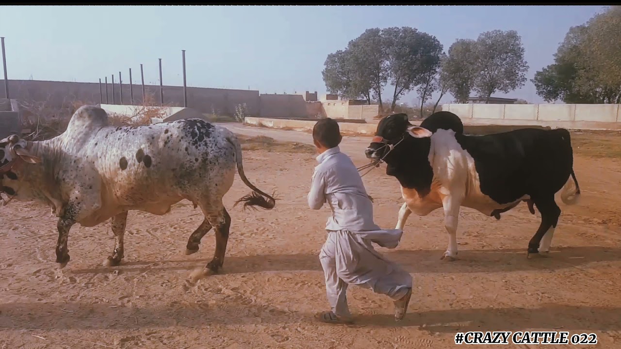 Farooqui's Dairy and Cattle Farm's 2021 Bulls Collection (TEASER)