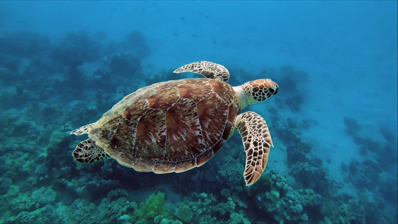 Schnorcheln in der Lahami Bay  Teil 2   (GoPro 6 Test Unterwasser)