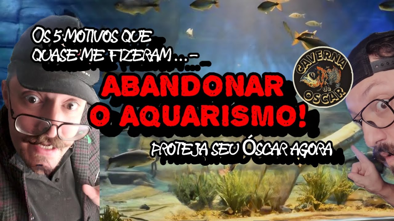Pare agora de fazer isso com seu Peixe Óscar!