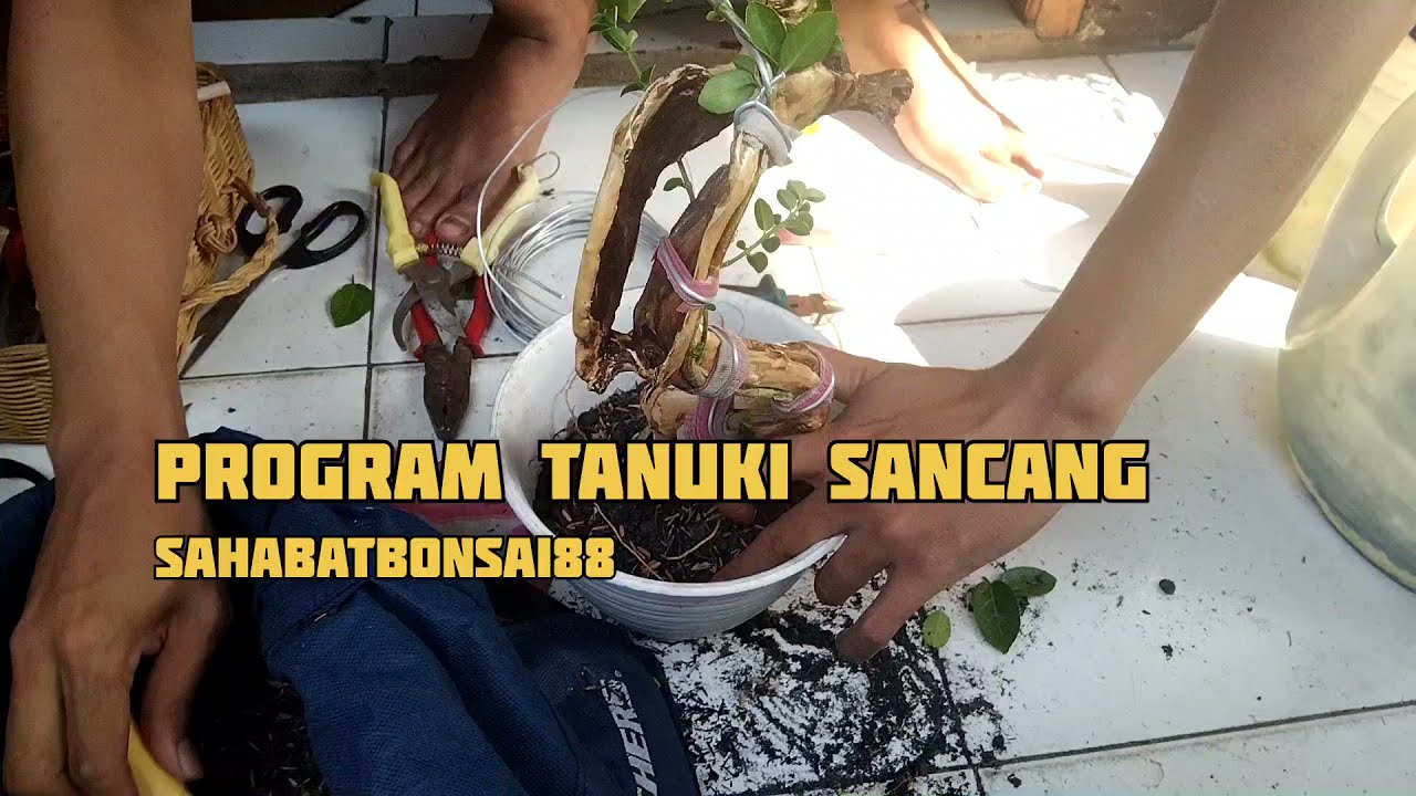 TANUKI BONSAI SANCANG (PROGRAM) #SAHABATBONSAI88 #BONSAI88