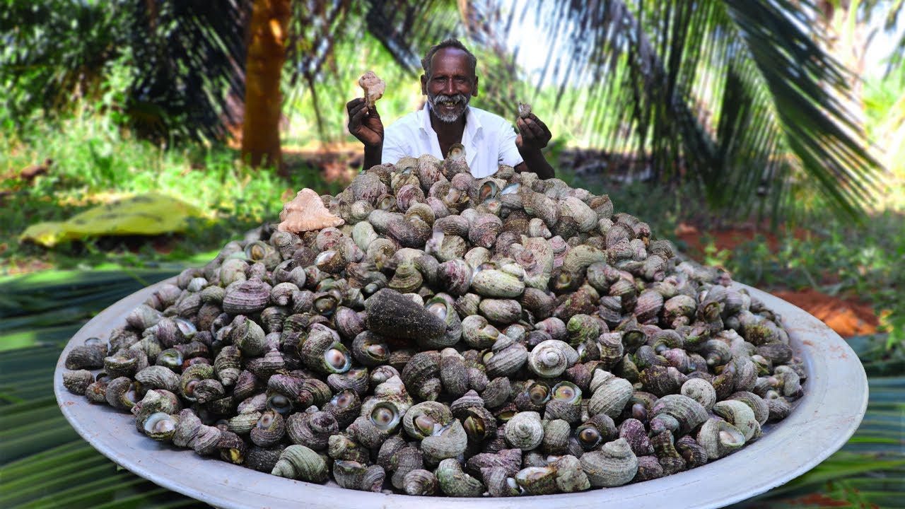 SEA SNAIL HUNTING | DELICIOUS SEA SNAIL RECIPE | Catching and Cooking Snail |Village Grandpa Hunting