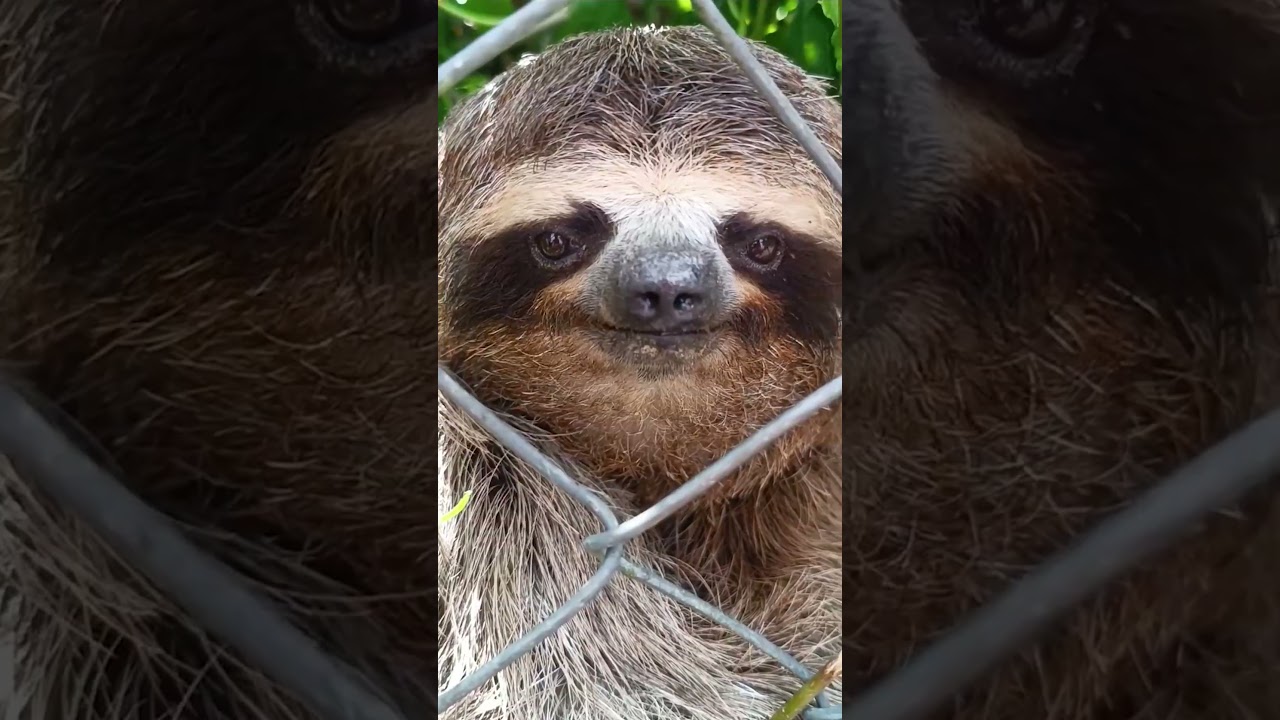 These Sloths Keep Finding Themselves In All The Wrong Places | The Dodo