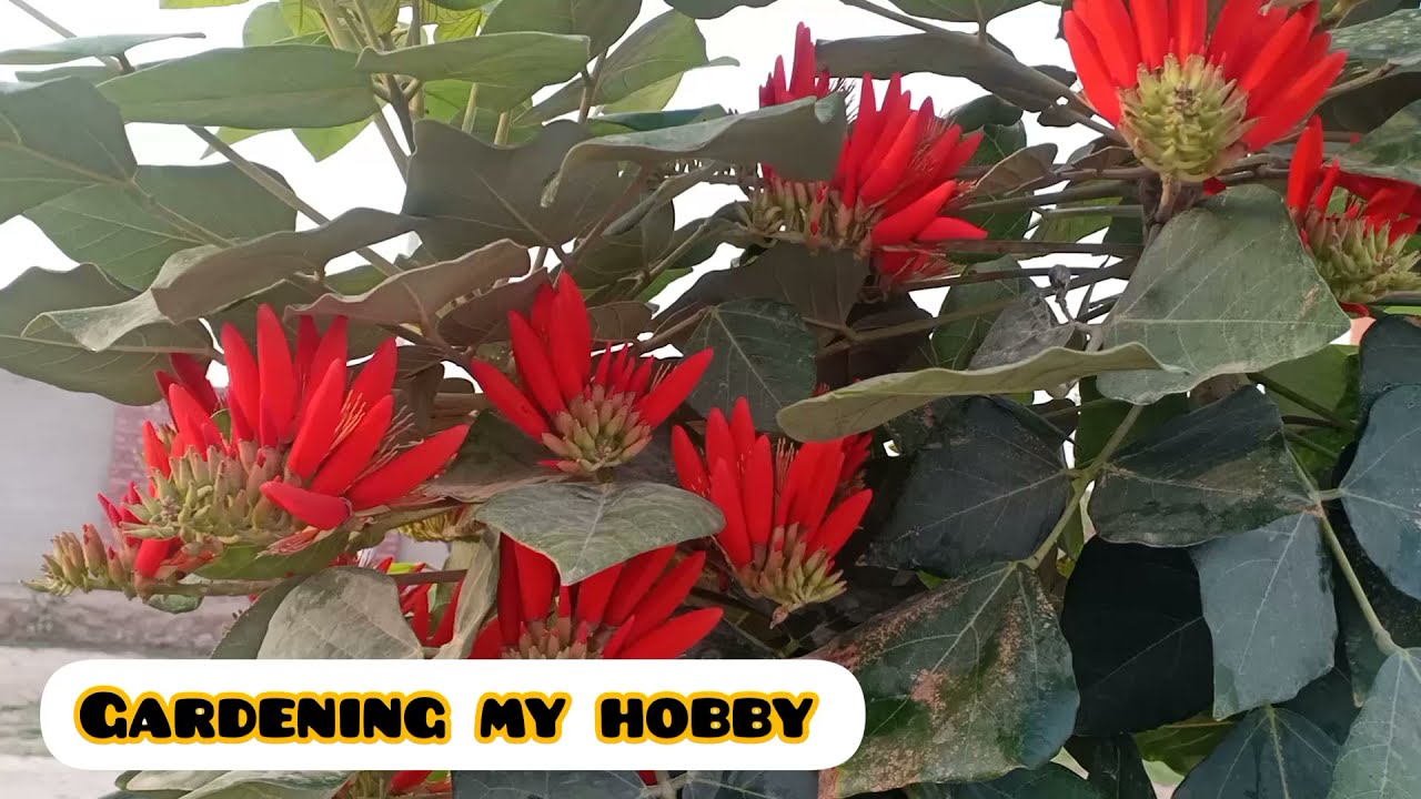 Gul e Nishtar Indian Coral Tree Grow and Care Erythrina Suberosa  Beautiful tree گل نشتر کا درخت