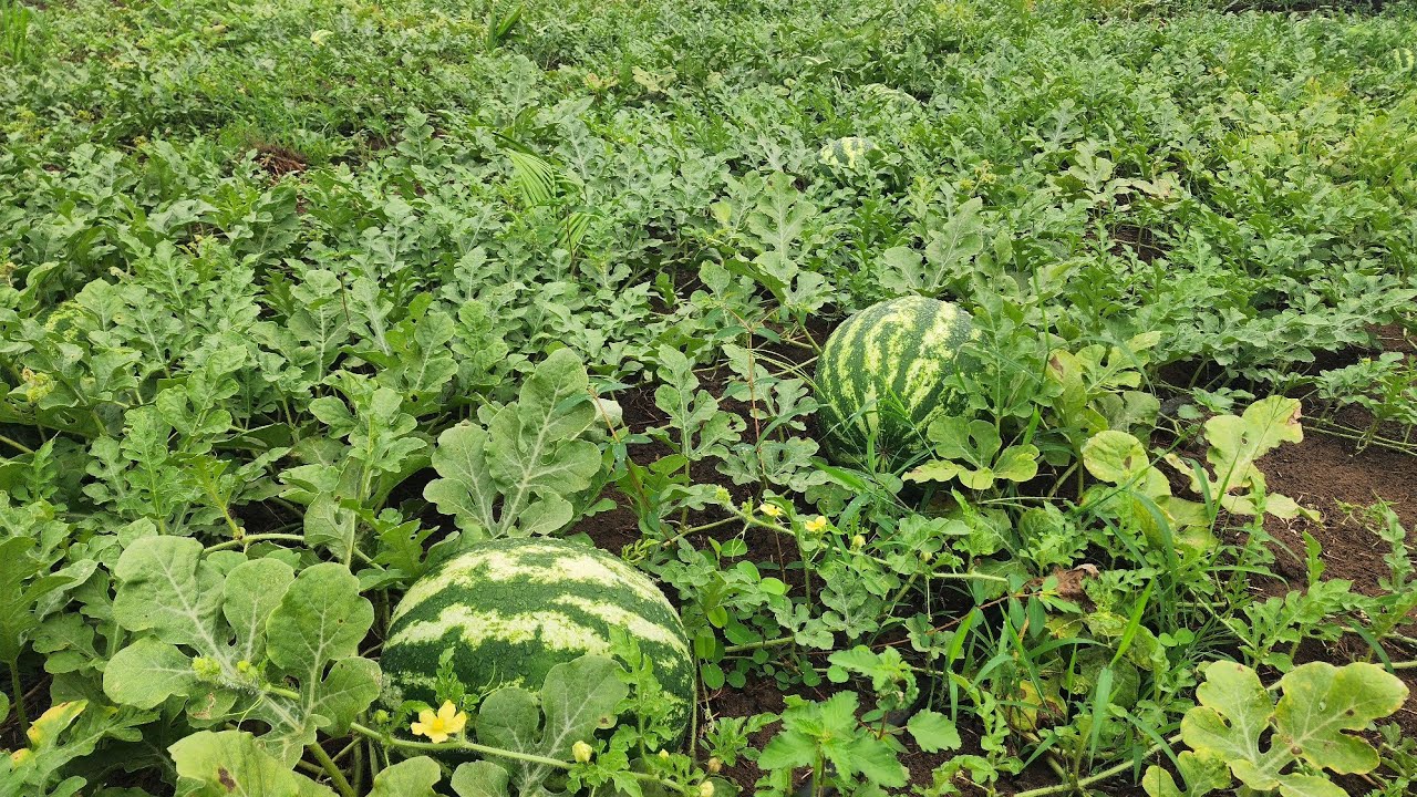 PLANTAÇÃO DE MELANCIA DO SEU RAIMUNDO 