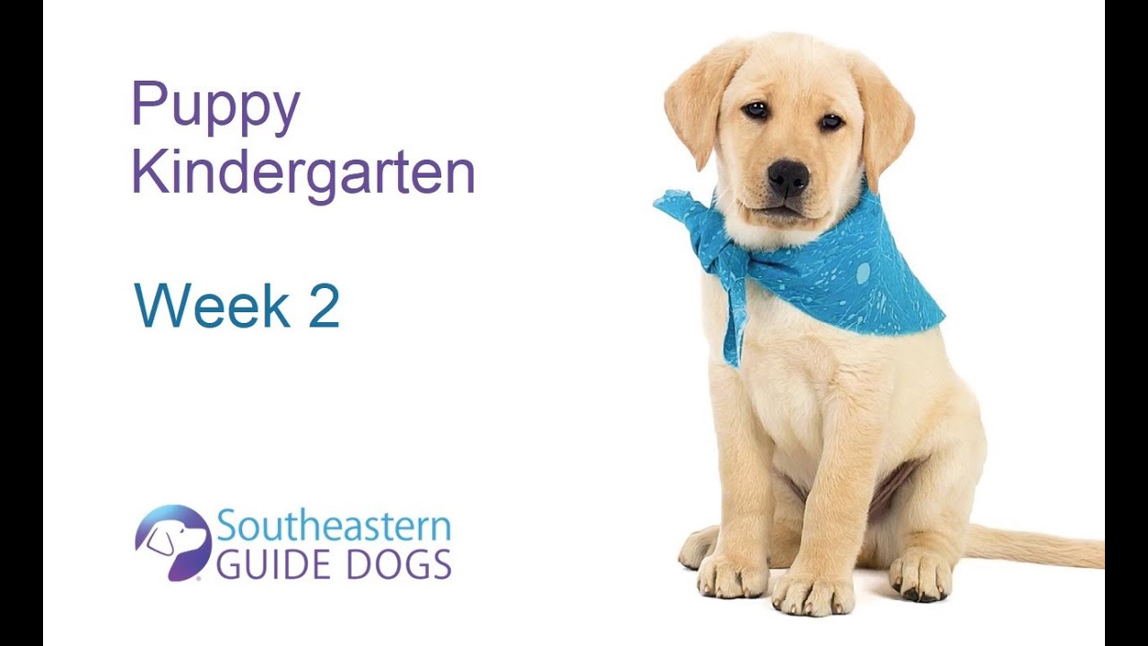 Puppy Kindergarten Week 2