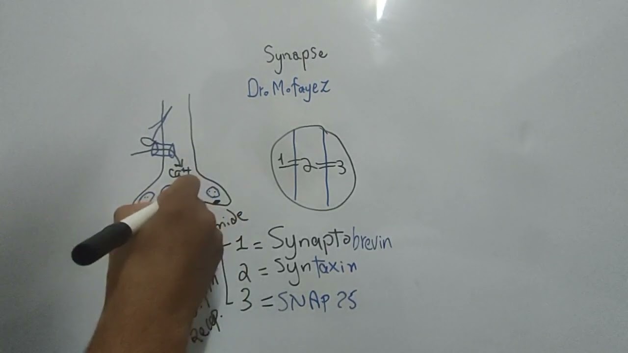 Mechanism of Synaptic transmission and Action of Transmitter, EPSP and IPSP (Dr Mohamed Fayez)