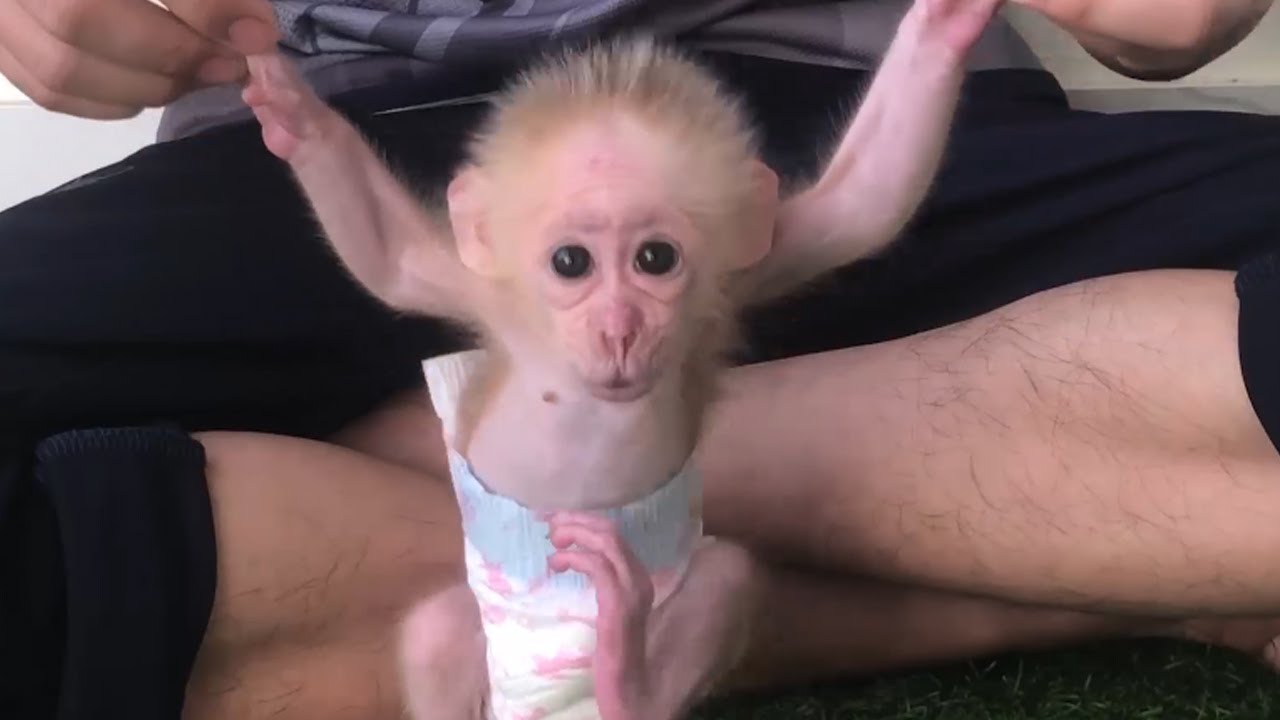 Dad cleverly changes baby monkey's diaper