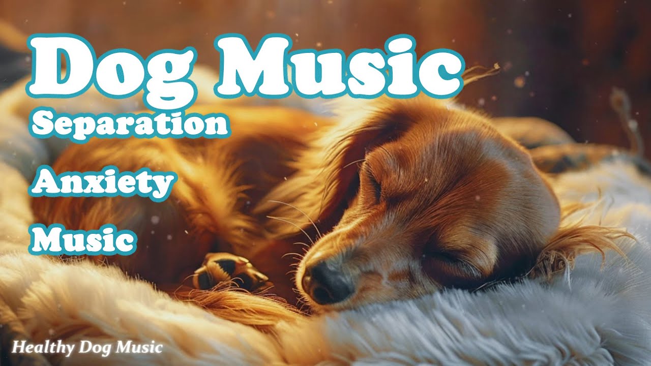Лечебная музыка для собак🐶 Успокойте свою собаку и избавьтесь от тревожности!