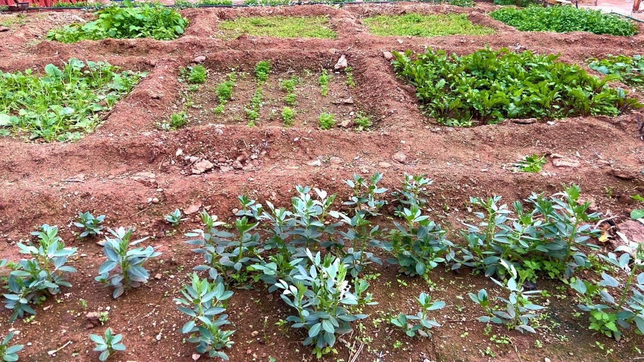 من بذور إلى حديقة خضراء! 🌱 لكن الفرحة لم تكتمل.. ماذا فعل الدجاج بحديقتي؟😱