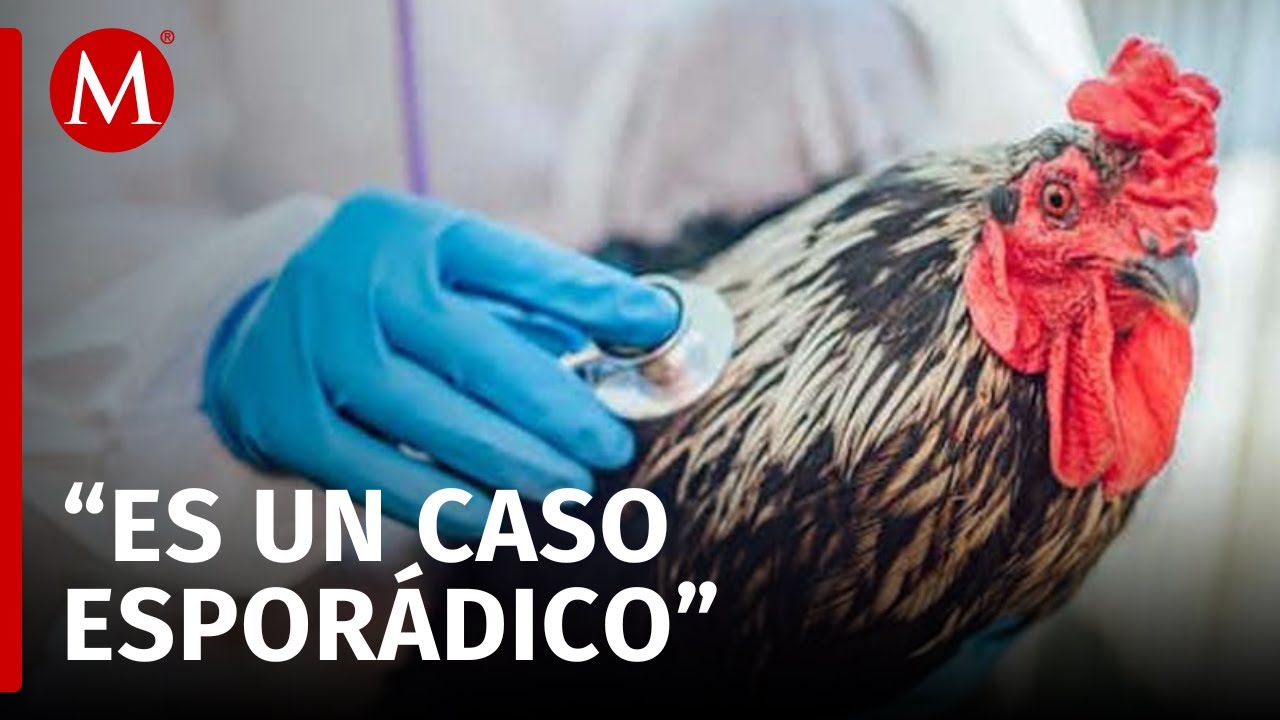 Primer caso de gripe aviar en México: ¿cuáles son los riesgos de esta enfermedad? Doctor responde